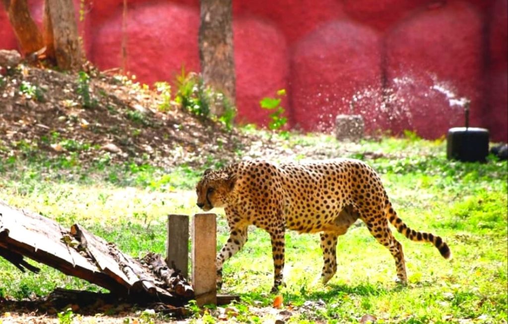 Places to visit with Kids in Hyderabad Nehru Zoological Park